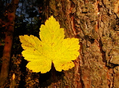 Oryginalny obrazek