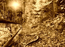 Sepia