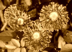 Sepia