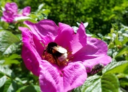 Oryginalny obrazek