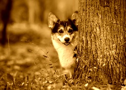 Sepia