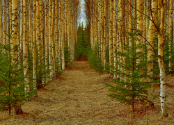 Oryginalny obrazek