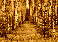 Sepia