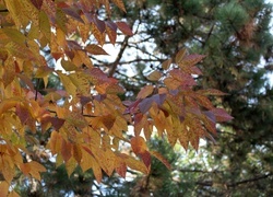 Oryginalny obrazek