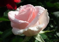 Oryginalny obrazek