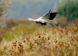 Oryginalny obrazek