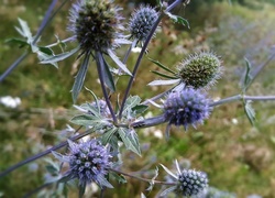 Oryginalny obrazek