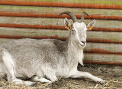 Oryginalny obrazek
