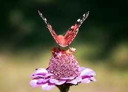 Oryginalny obrazek