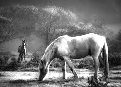 Szary + Sepia