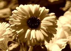 Sepia