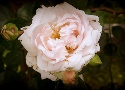 Oryginalny obrazek