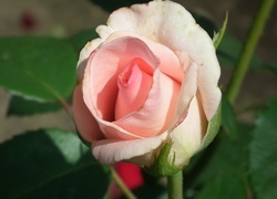 Oryginalny obrazek
