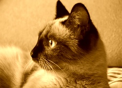 Sepia