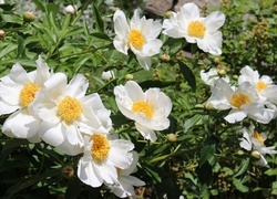 Oryginalny obrazek