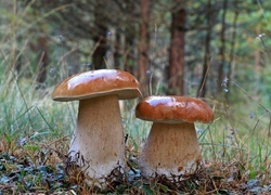 Oryginalny obrazek