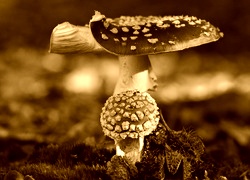 Sepia