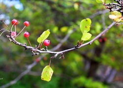 Oryginalny obrazek