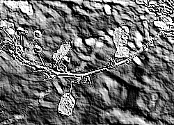 Skamielina