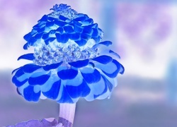 Negatyw