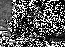 Skamielina