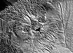 Skamielina