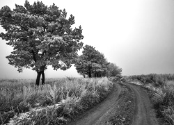 Szary + Sepia