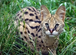 Oryginalny obrazek
