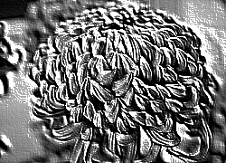 Skamielina