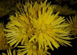 Oryginalny obrazek