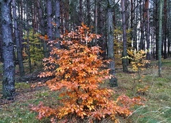 Oryginalny obrazek