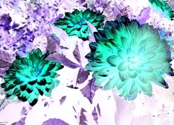Negatyw