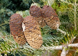 Oryginalny obrazek