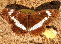 Oryginalny obrazek