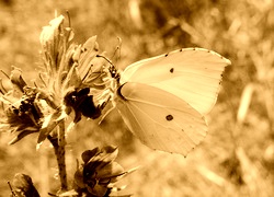Sepia