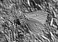 Skamielina