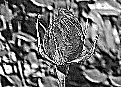 Skamielina
