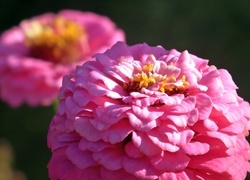 Oryginalny obrazek