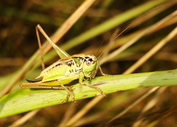 Oryginalny obrazek