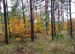 Oryginalny obrazek