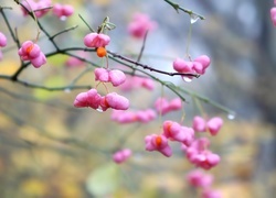 Oryginalny obrazek