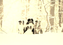 Szary + Sepia