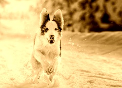 Sepia