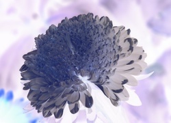 Negatyw