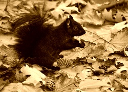 Sepia