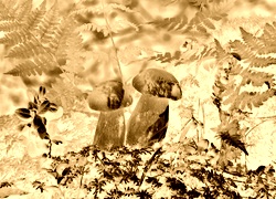 Sepia + Negatyw
