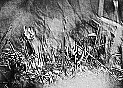 Skamielina