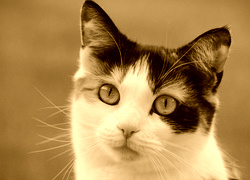 Sepia