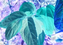 Negatyw