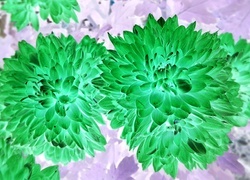 Negatyw